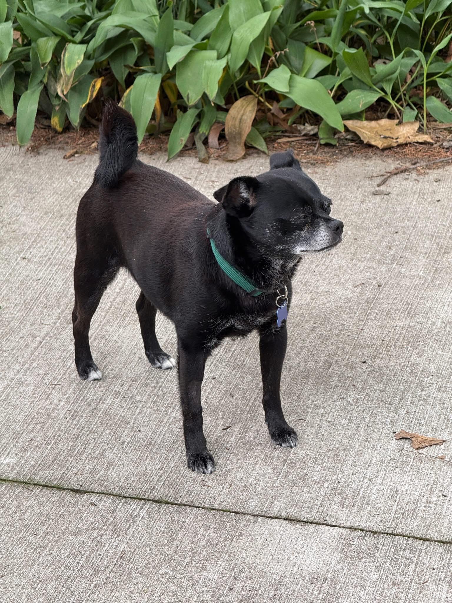 Enlarge Poncho, an adopted mixed breed in Grosse Pointe Park, MI image 5/6