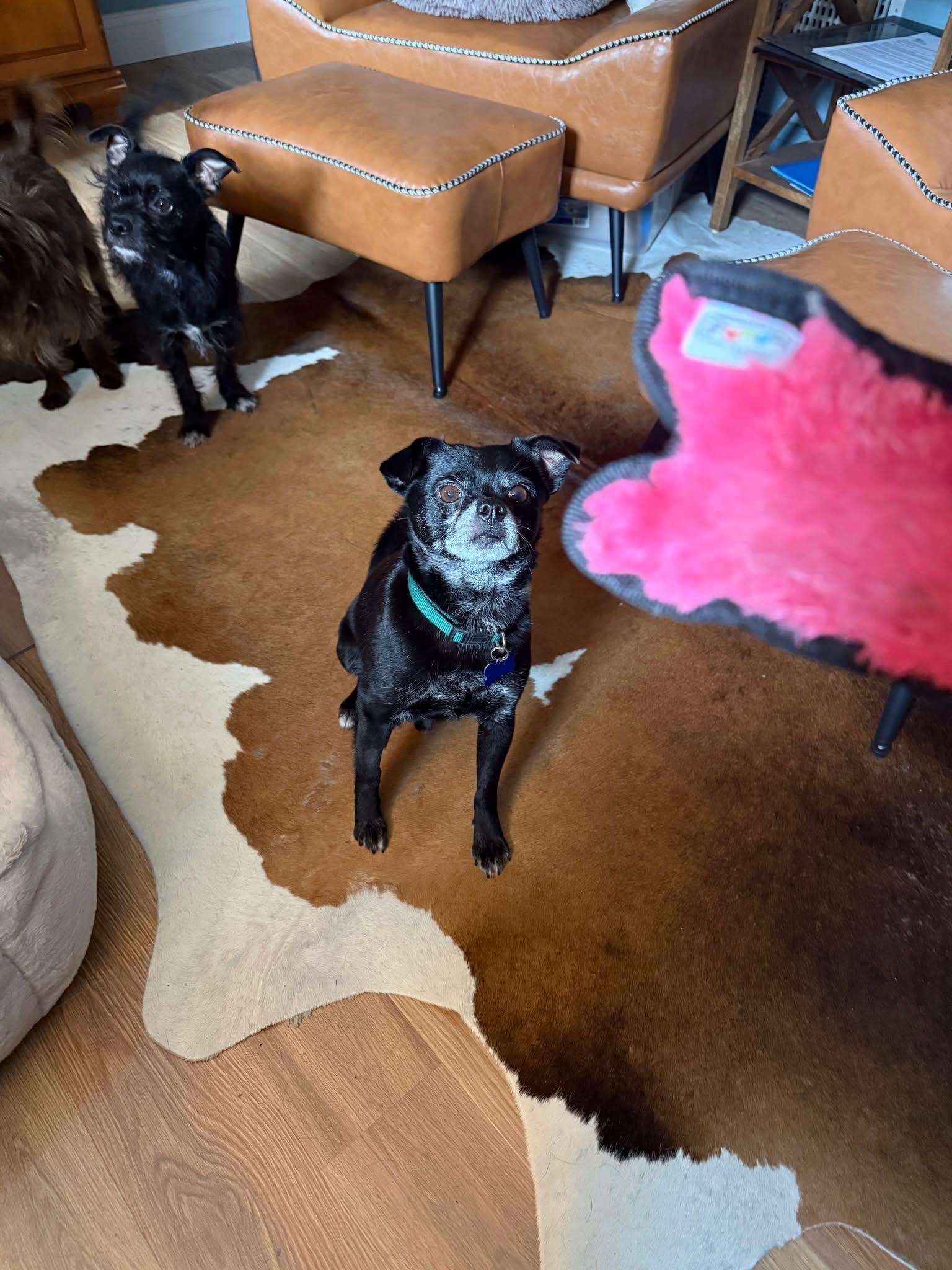 Enlarge Poncho, an adopted mixed breed in Grosse Pointe Park, MI image 4/6