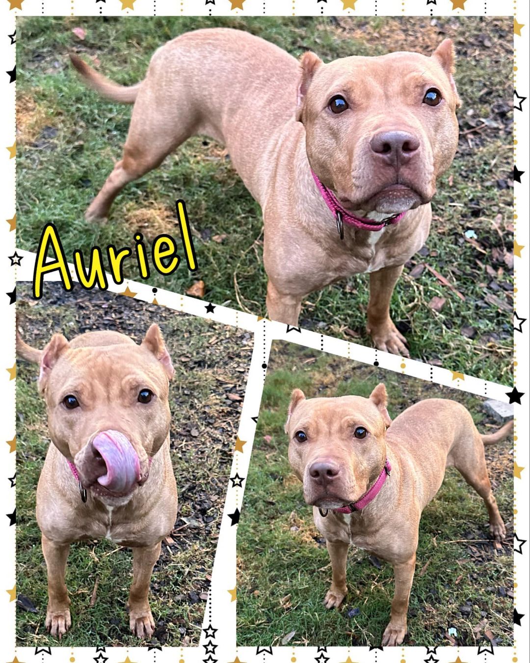 Enlarge Auriel, a Adoptable mixed breed in Jefferson , LA image 1/1