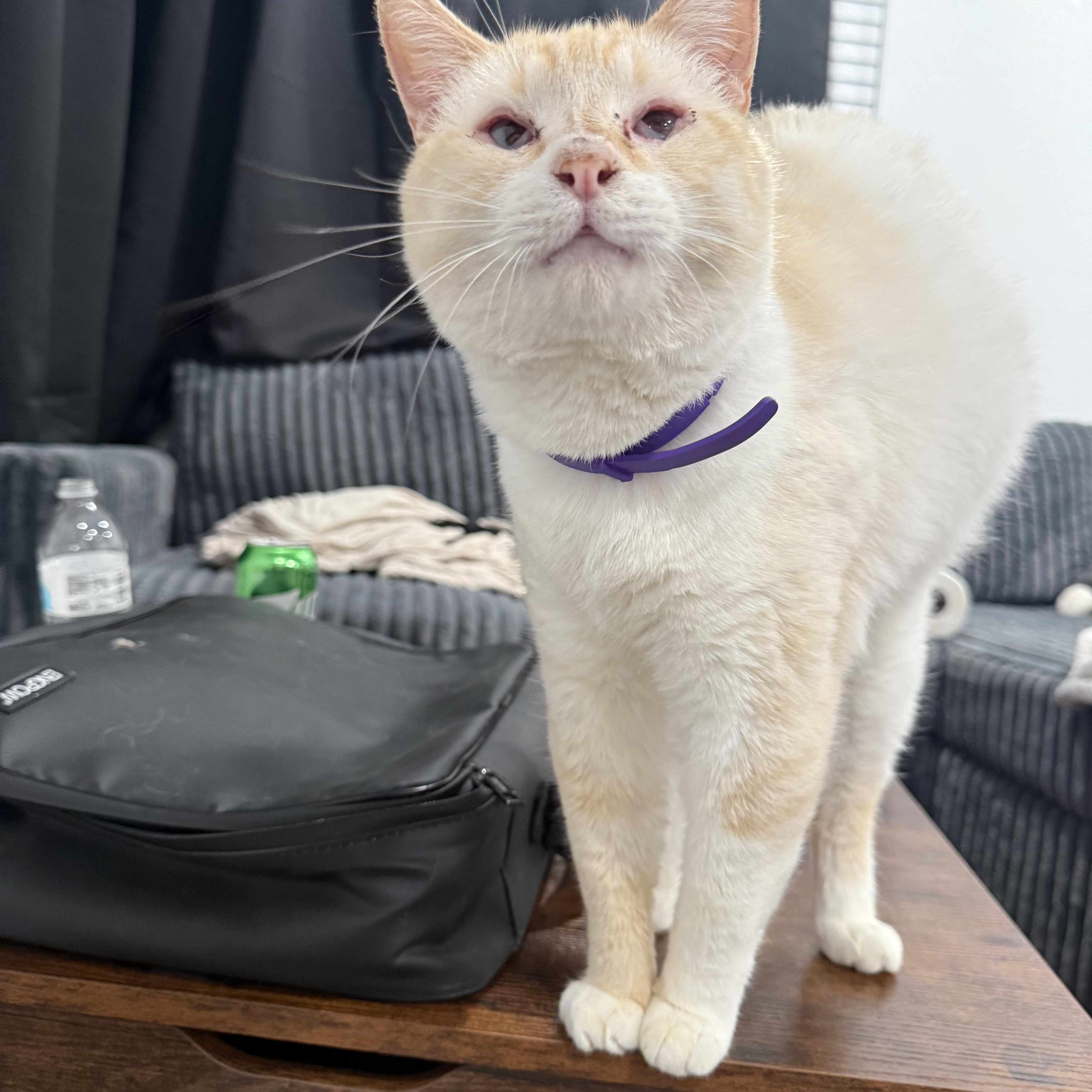 Enlarge Riot, a ADOPTABLE Siamese in Fresno, CA image 2/5