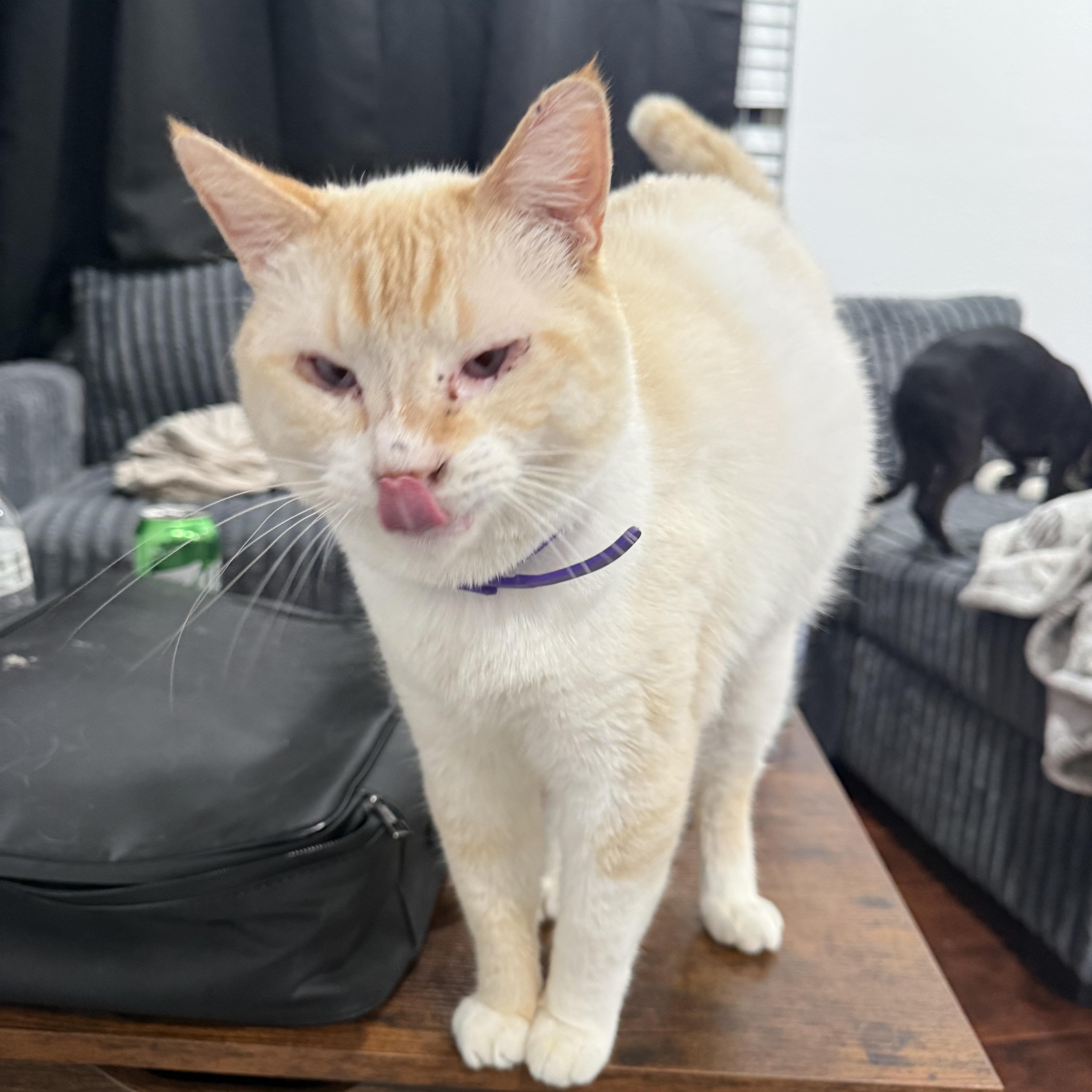 Enlarge Riot, a ADOPTABLE Siamese in Fresno, CA image 3/5