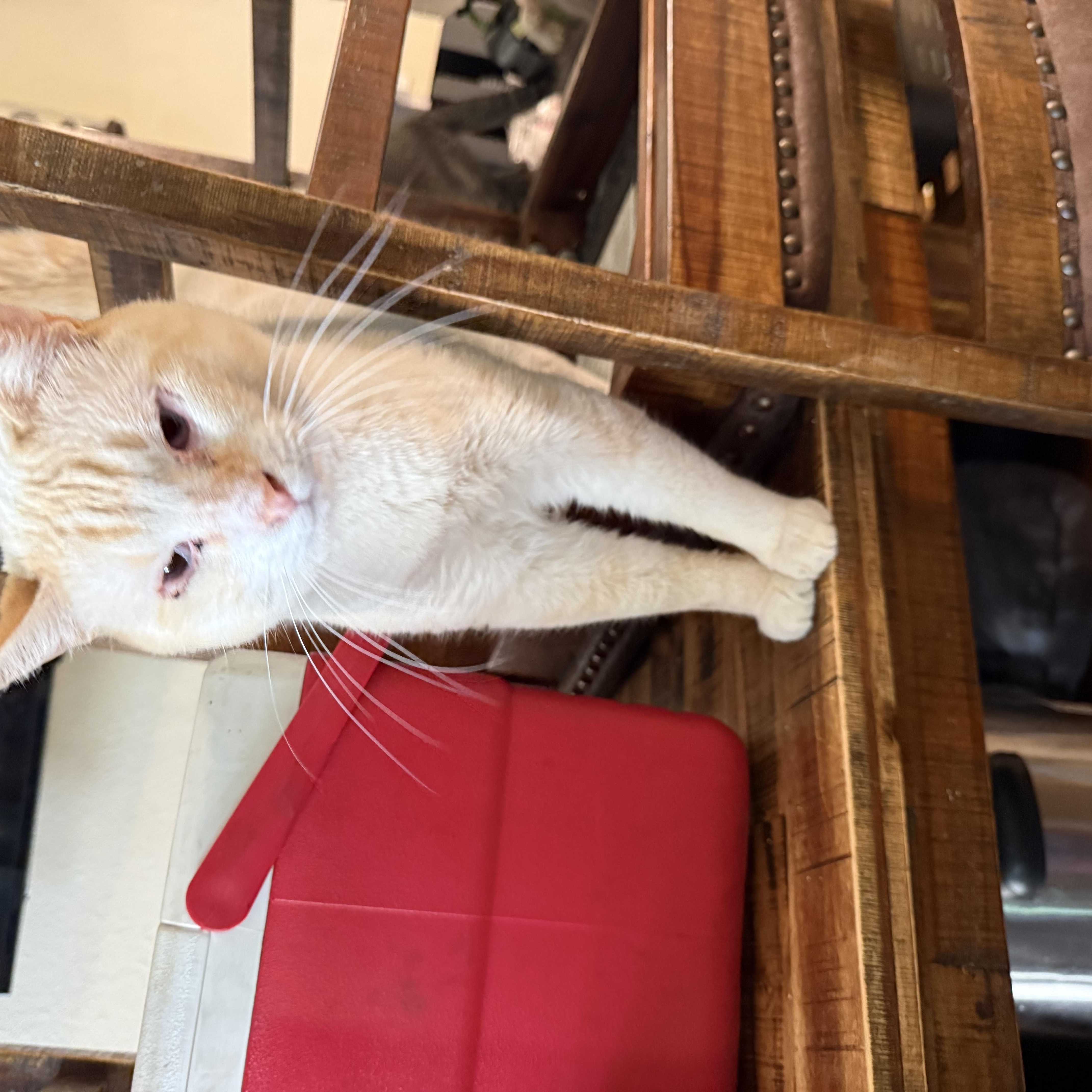 Enlarge Riot, a ADOPTABLE Siamese in Fresno, CA image 5/5