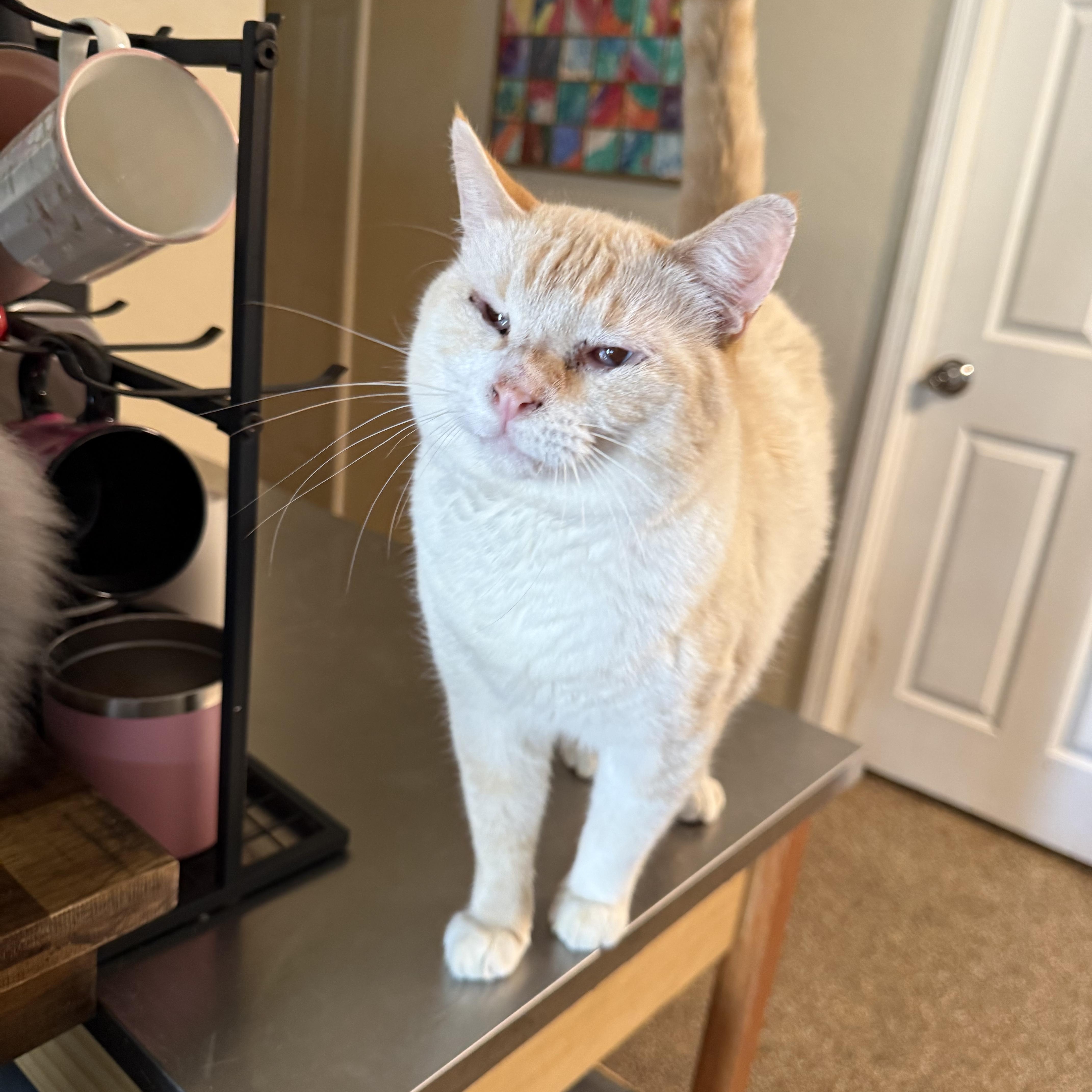 Enlarge Riot, a ADOPTABLE Siamese in Fresno, CA image 4/5