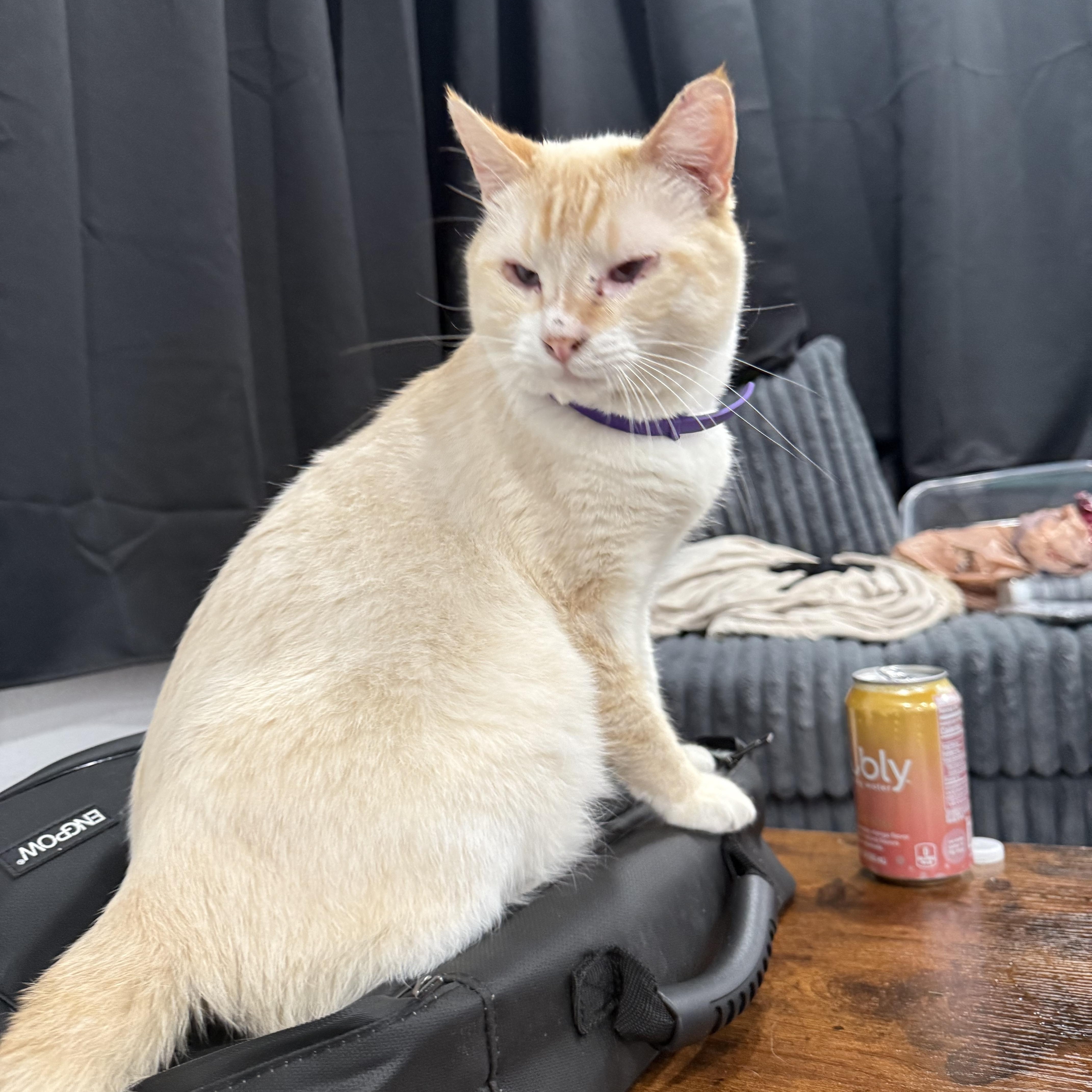 Enlarge Riot, a ADOPTABLE Siamese in Fresno, CA image 1/5