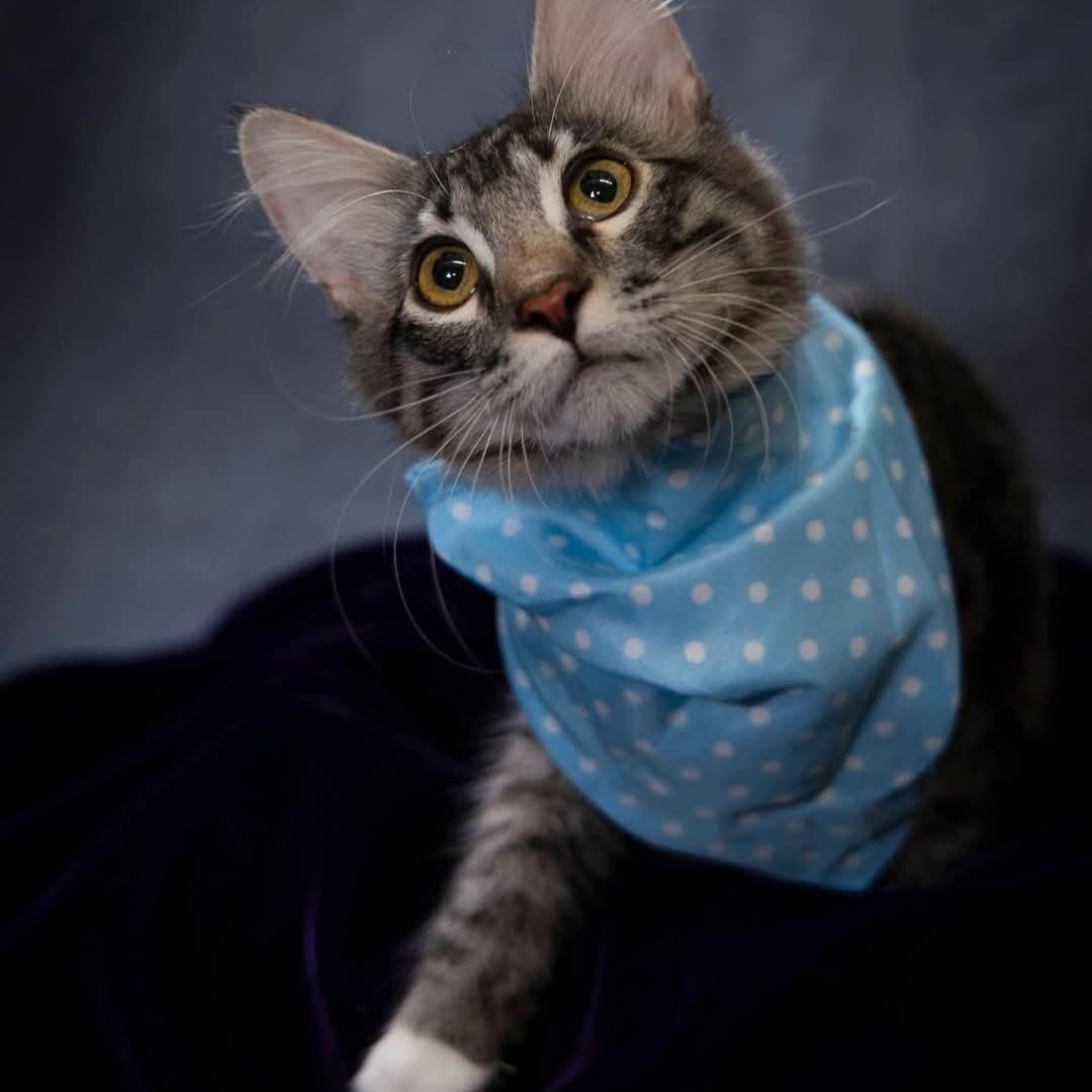 Spark, Adopted, Kitten Male Domestic Short Hair.