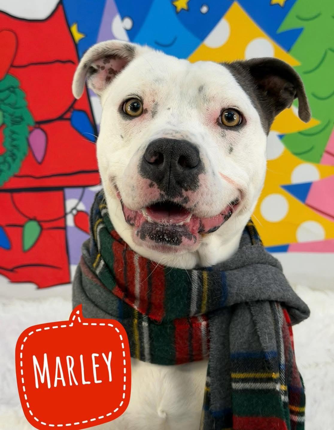 Enlarge Marley, a ADOPTABLE Mixed Breed in Flint, MI image 1/1