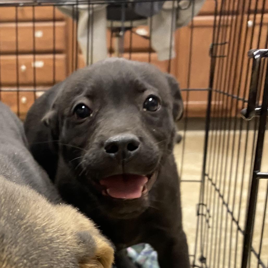 Roxanne - 021201U, Adoptable, Young Female Labrador Retriever.