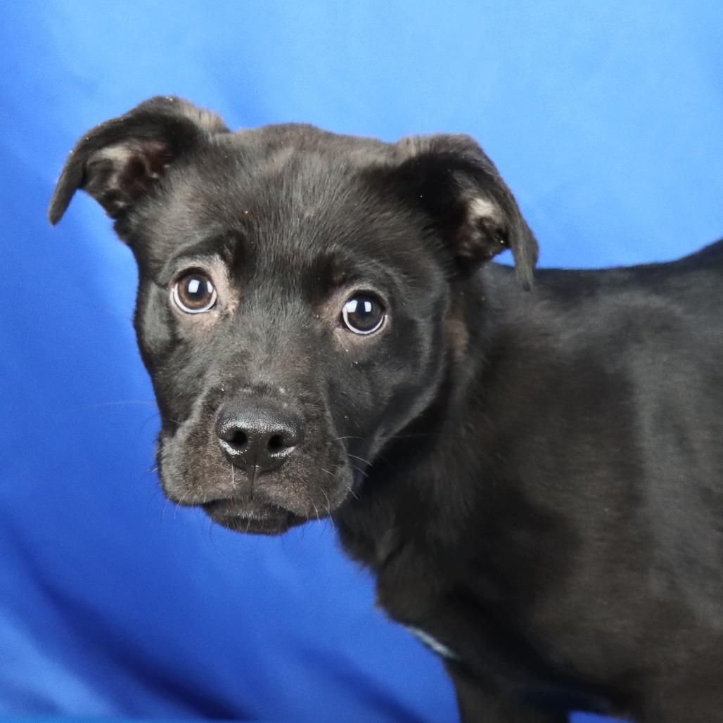 Enlarge Roxanne - 021201U, a Adoptable mixed breed in Tupelo, MS image 2/2