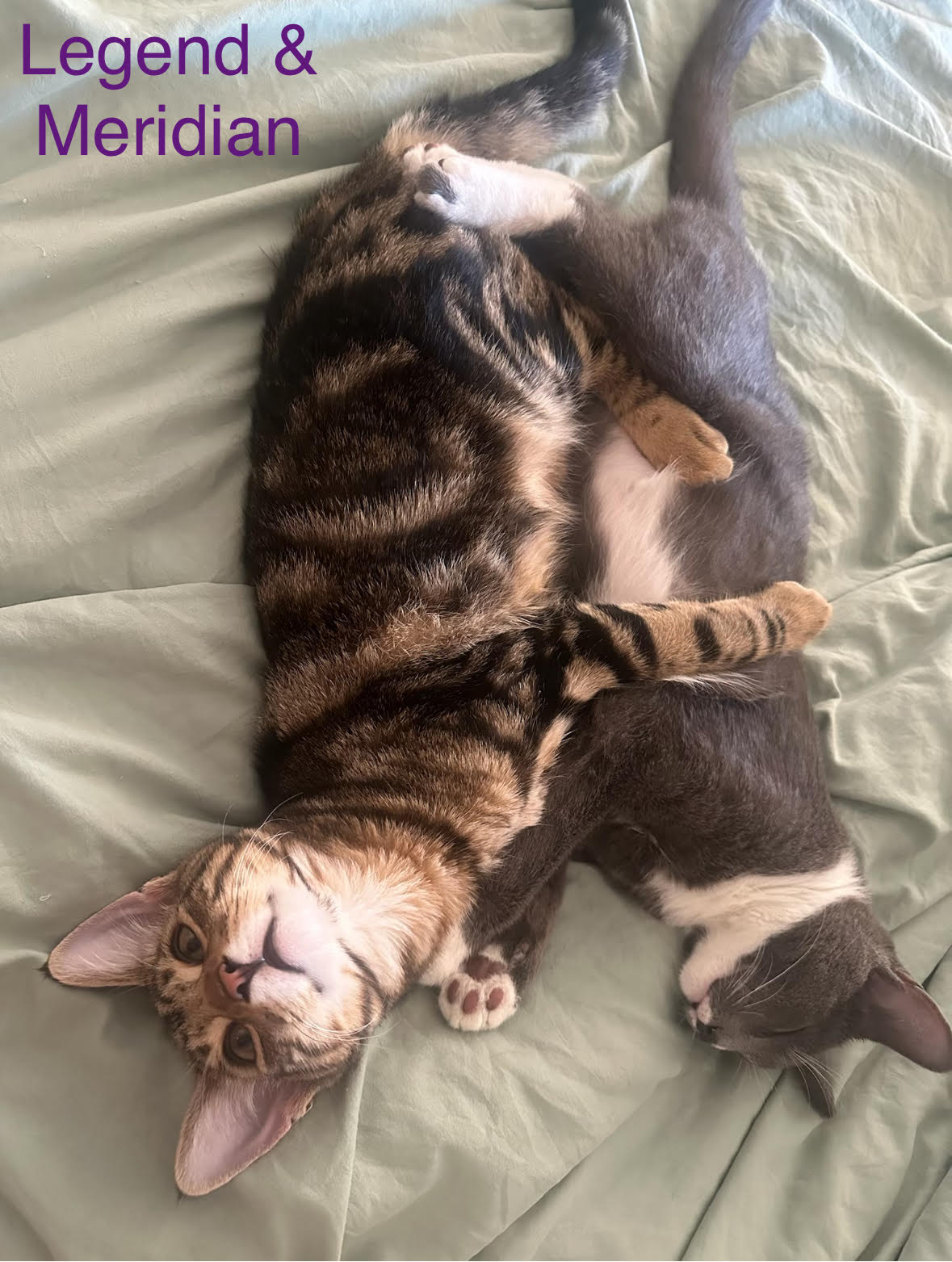 Legend & Meridian - BONDED! MUST Be Adopted Together!, Adopted, Kitten Male Domestic Short Hair.