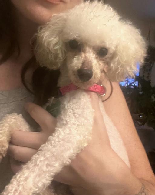 Enlarge Curly, an adopted Poodle in Los Angeles, CA image 1/3