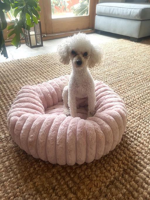 Enlarge Curly, an adopted Poodle in Los Angeles, CA image 2/3