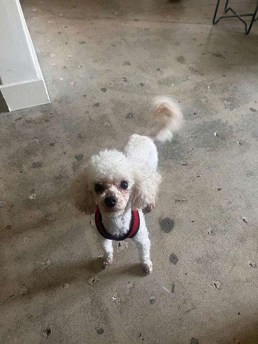Enlarge Curly, an adopted Poodle in Los Angeles, CA image 3/3