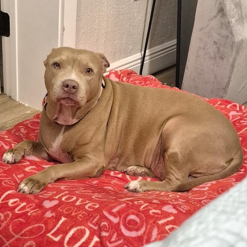 Enlarge Bella, a Adopted mixed breed in Melbourne , FL image 5/6