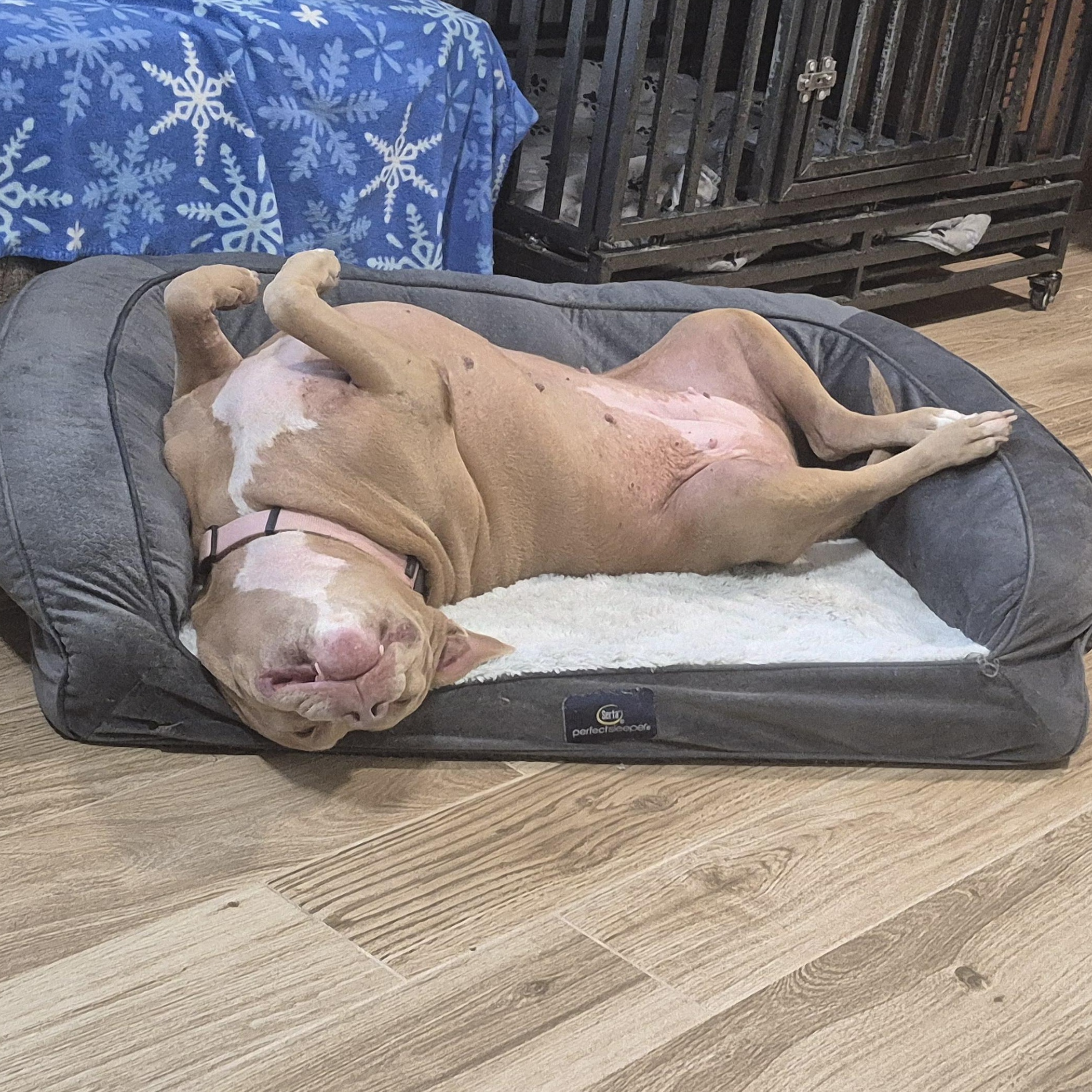 Enlarge Bella, a Adopted mixed breed in Melbourne , FL image 2/6