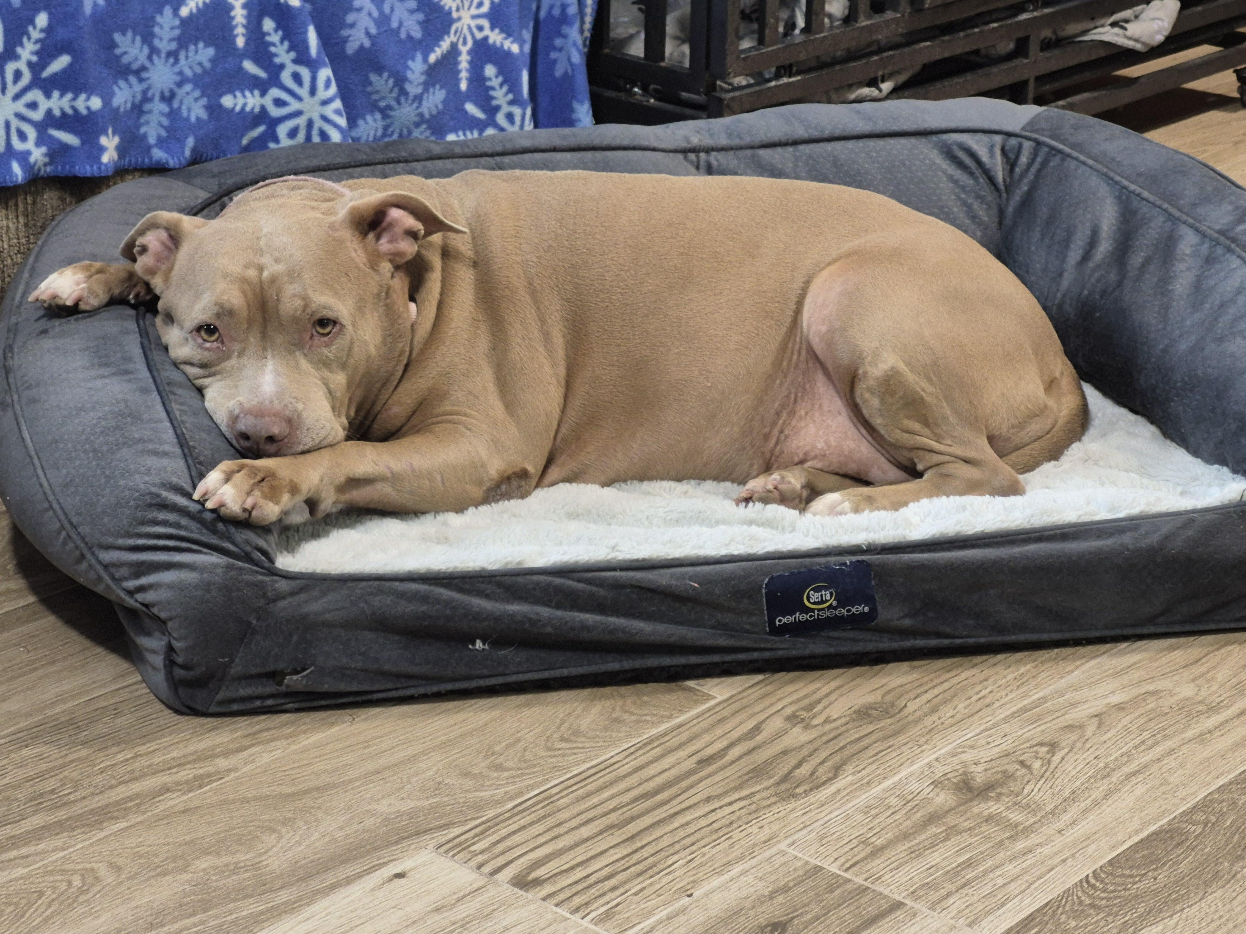 Enlarge Bella, a Adopted mixed breed in Melbourne , FL image 4/6