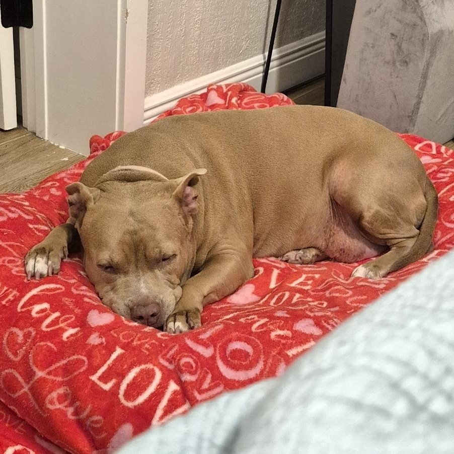 Enlarge Bella, a Adopted mixed breed in Melbourne , FL image 6/6