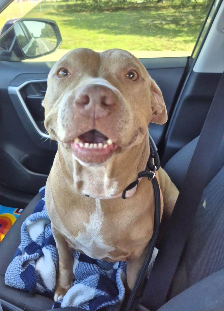 Enlarge Bella, a Adopted mixed breed in Melbourne , FL image 3/6