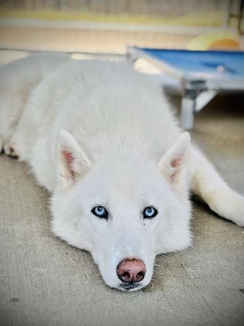 Luna Belle, Adoptable, Adult Female Husky.