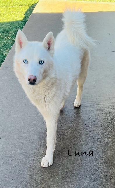 Luna Belle, a Adoptable Husky in Manchester, CT image 4/5