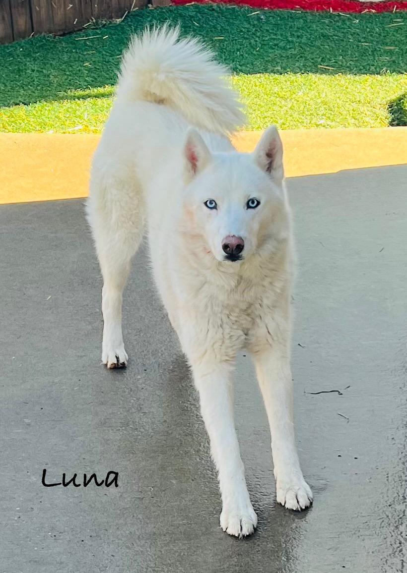 Luna Belle photo 5