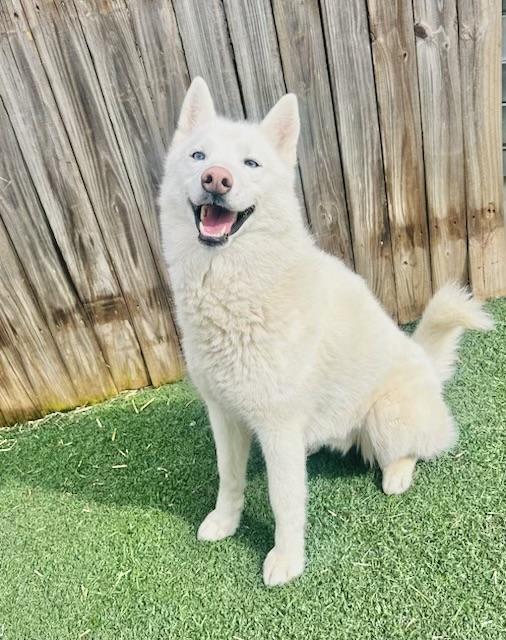 Luna Belle, a Adoptable Husky in Manchester, CT image 2/5