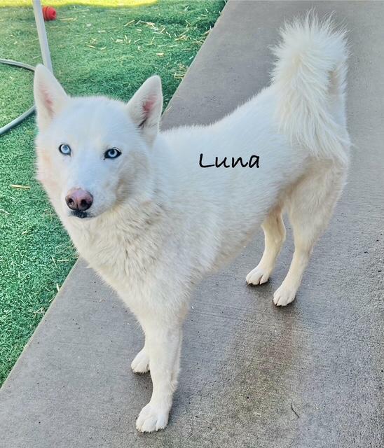 Luna Belle, a Adoptable Husky in Manchester, CT image 5/5