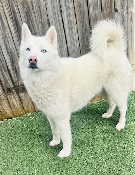 Luna Belle, a Adoptable Husky in Manchester, CT image 3/5