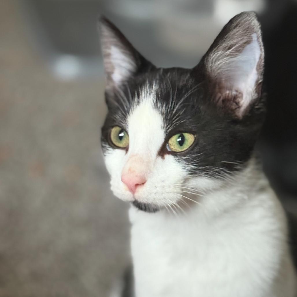 Millie, a Adoptable Domestic Short Hair in Rochester, MN image 1/2