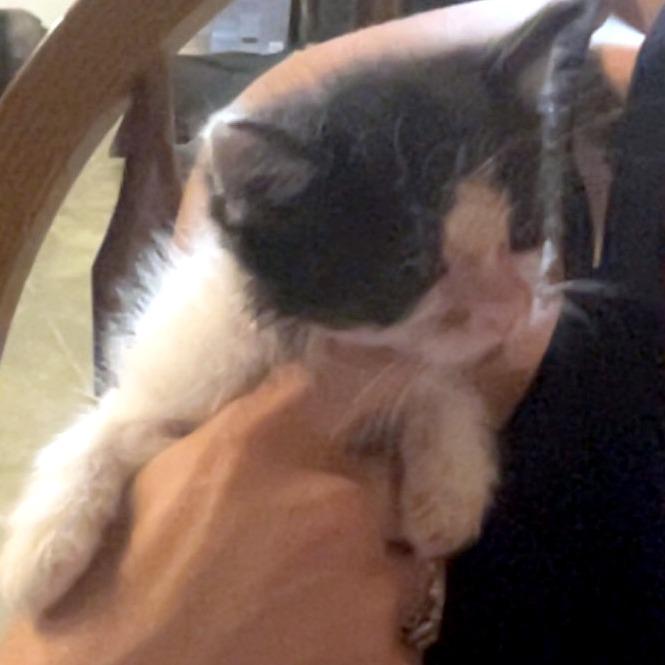 Millie, a Adoptable Domestic Short Hair in Rochester, MN image 2/2