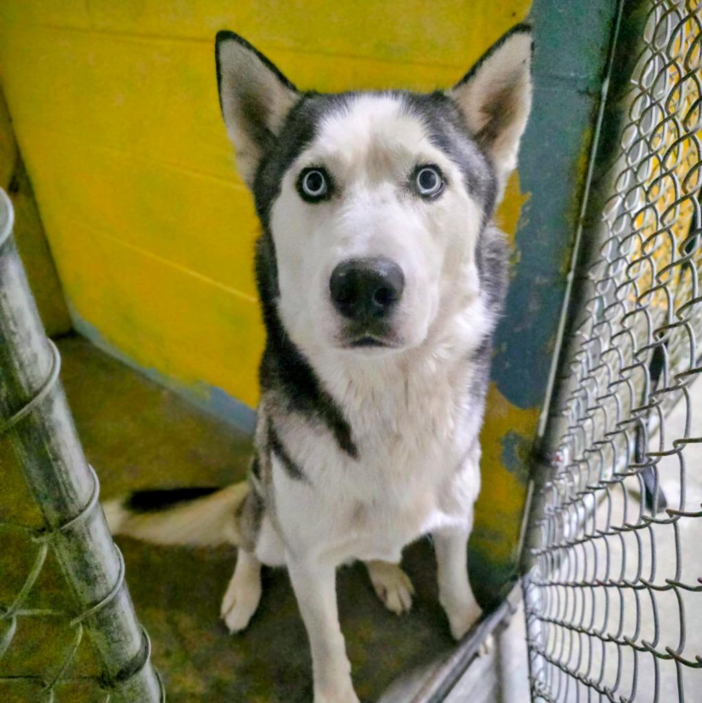 Dewey, Adopted, Adult Male Husky.