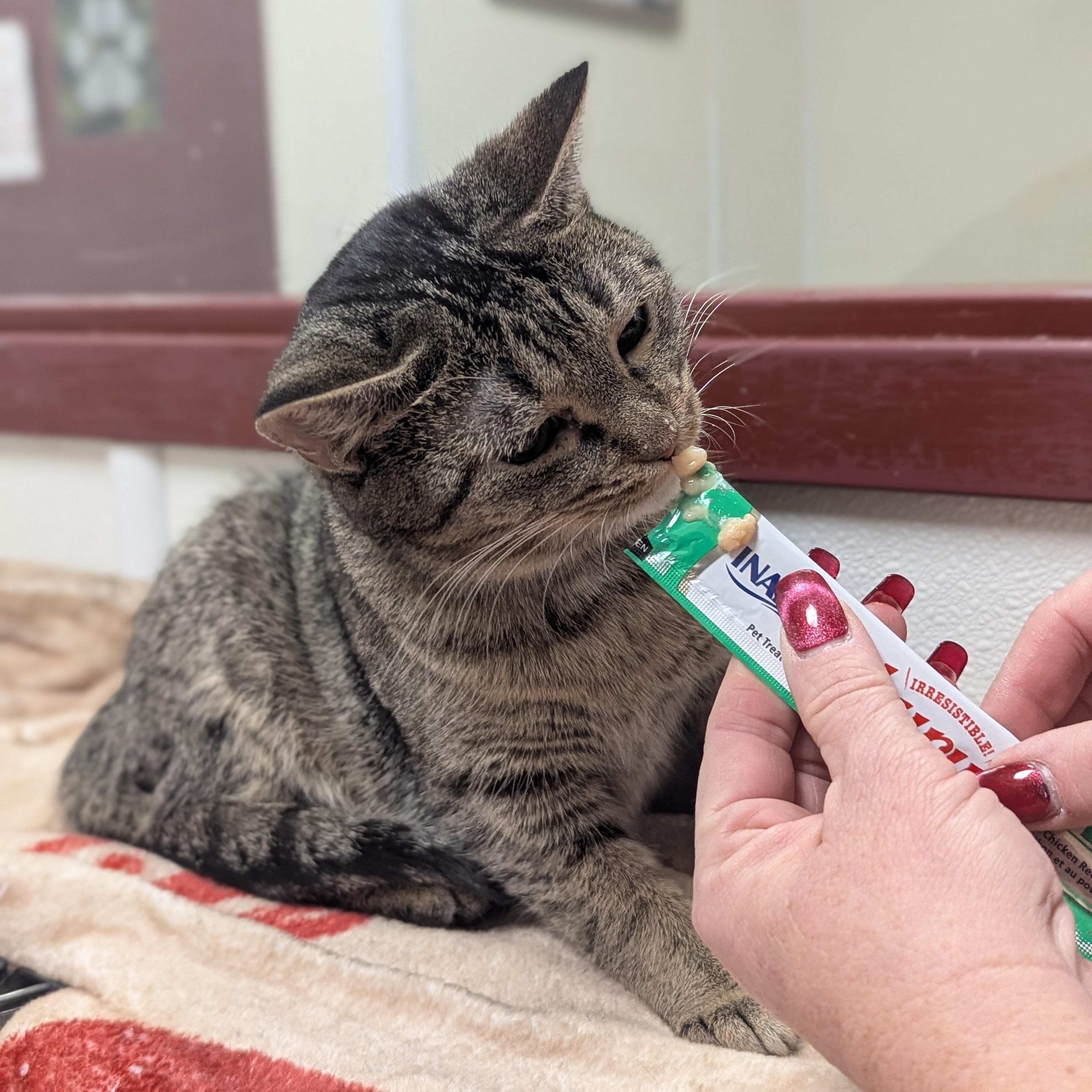 Enlarge Skittles, an adoptable Domestic Short Hair in Springfield, IL image 4/4