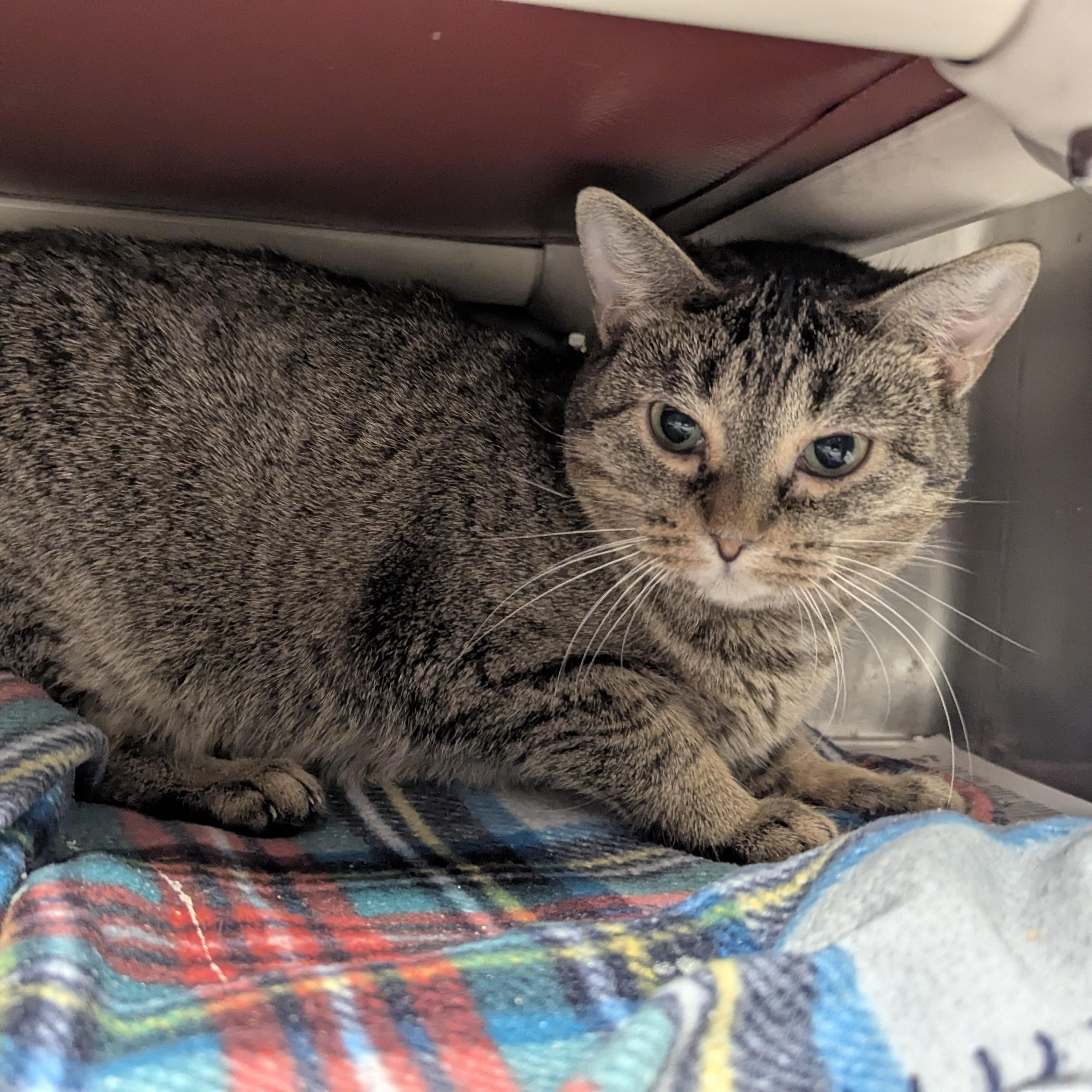 Skittles, Adoptable, Kitten Female Domestic Short Hair.