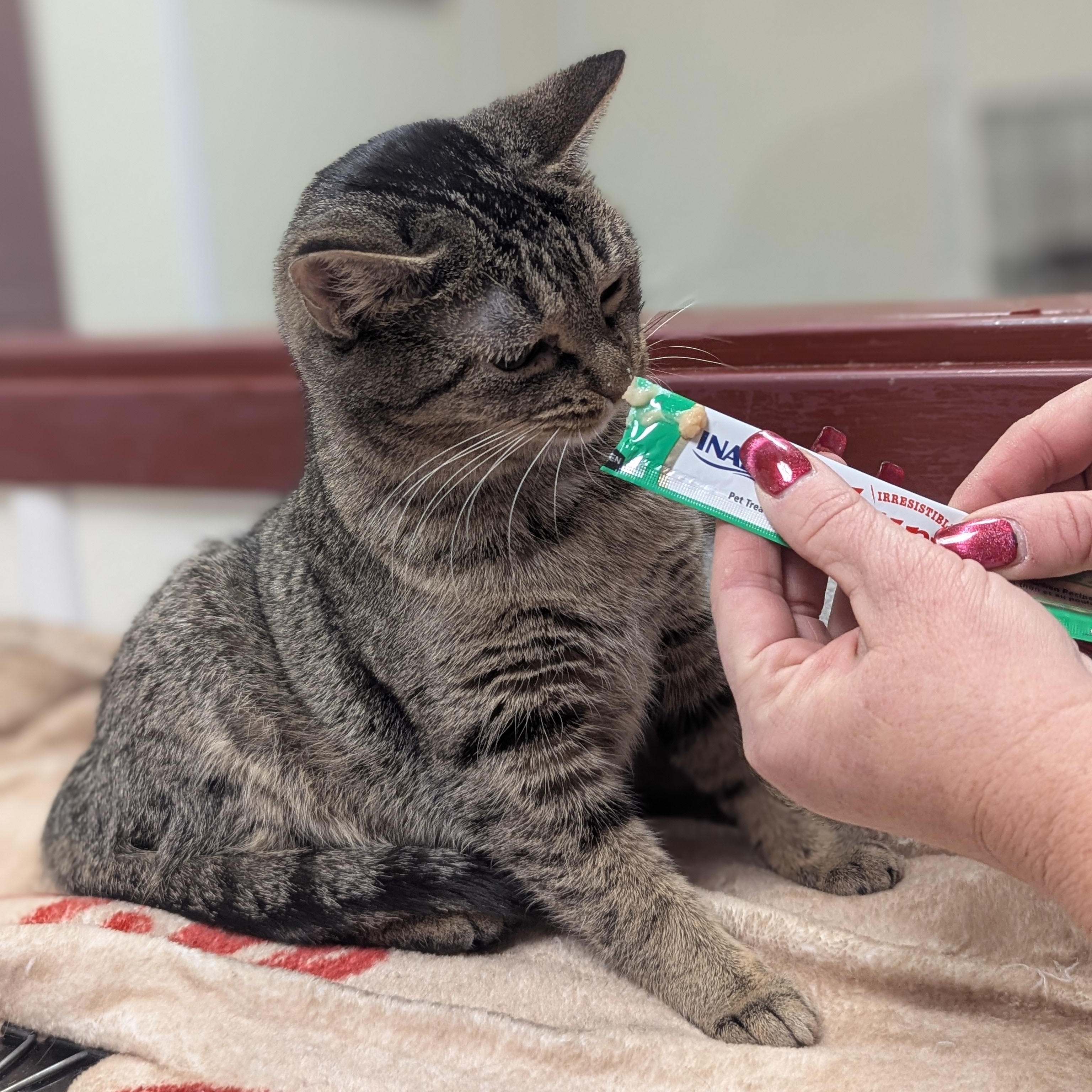 Enlarge Skittles, an adoptable Domestic Short Hair in Springfield, IL image 3/4