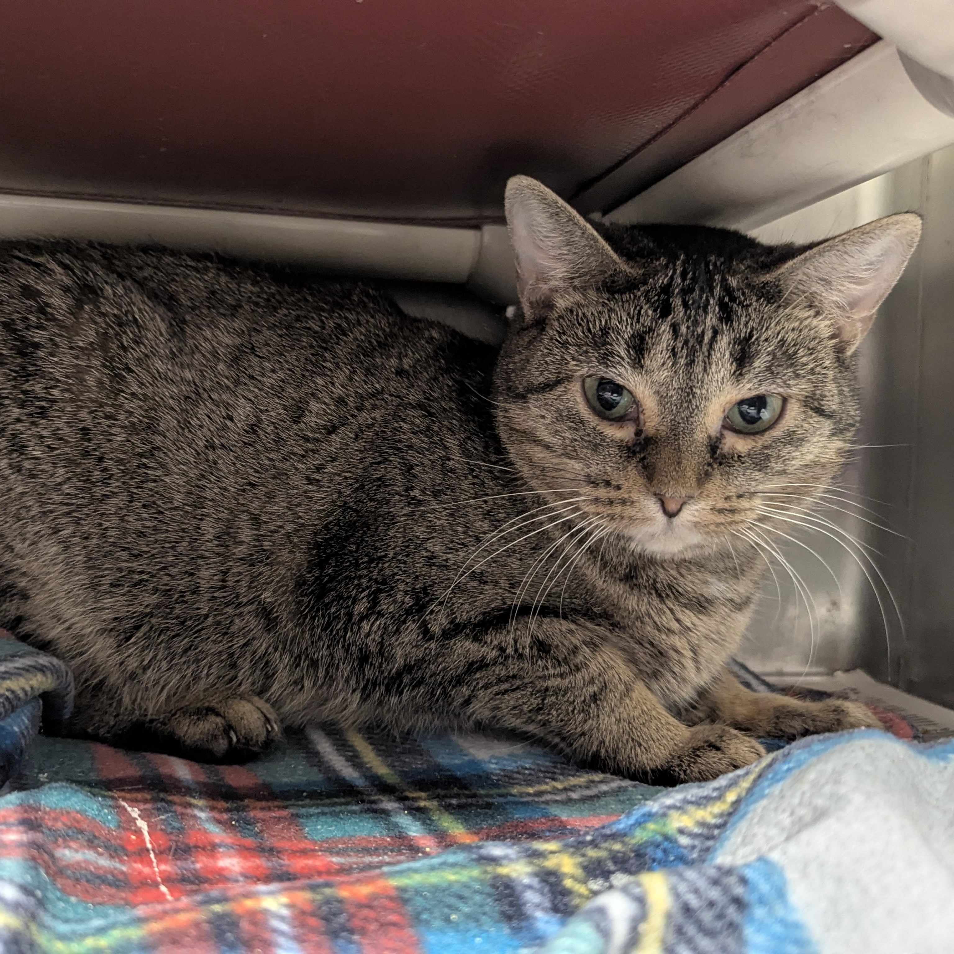 Enlarge Skittles, a Adoptable Domestic Short Hair in Springfield, IL image 2/3