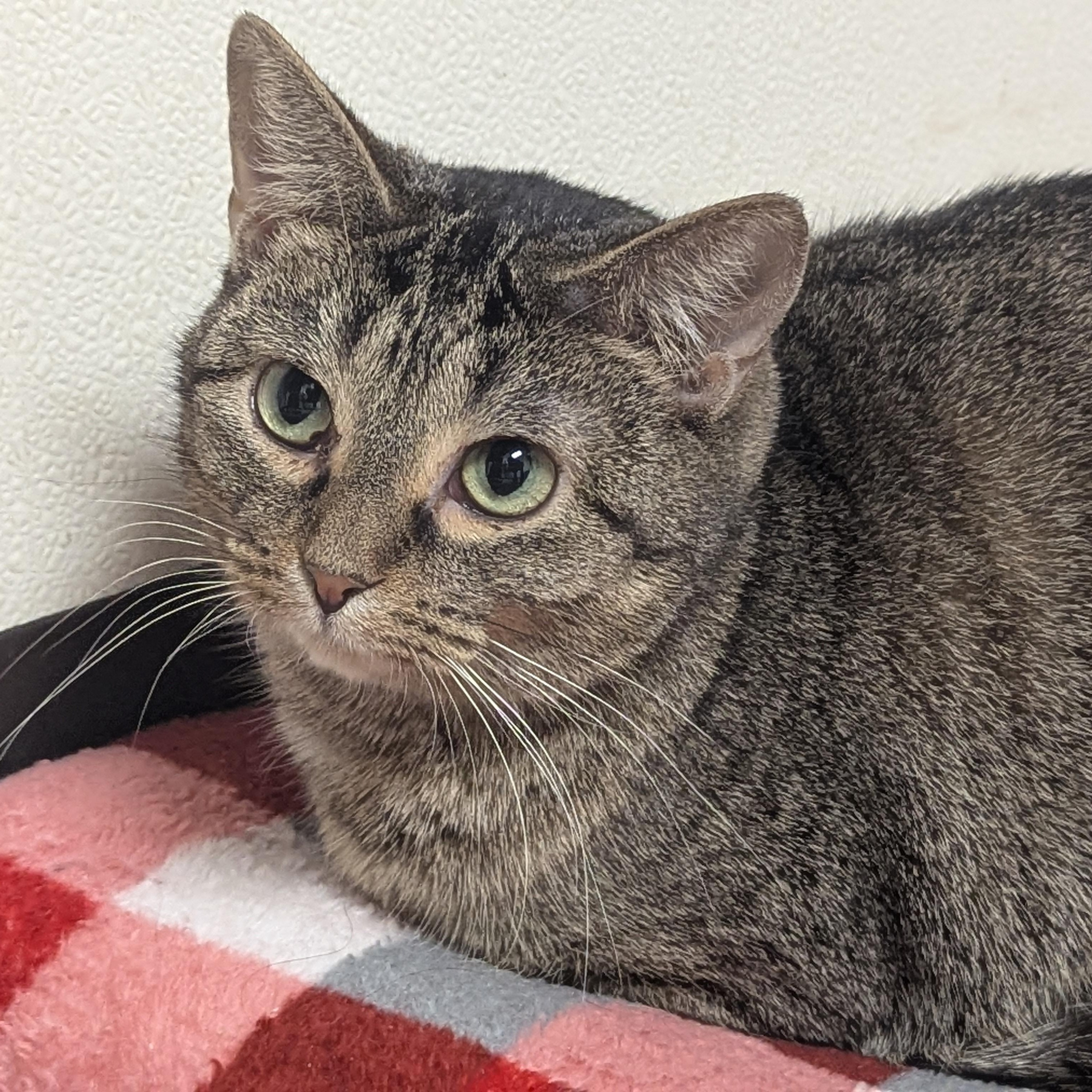 Enlarge Skittles, an adoptable Domestic Short Hair in Springfield, IL image 1/4