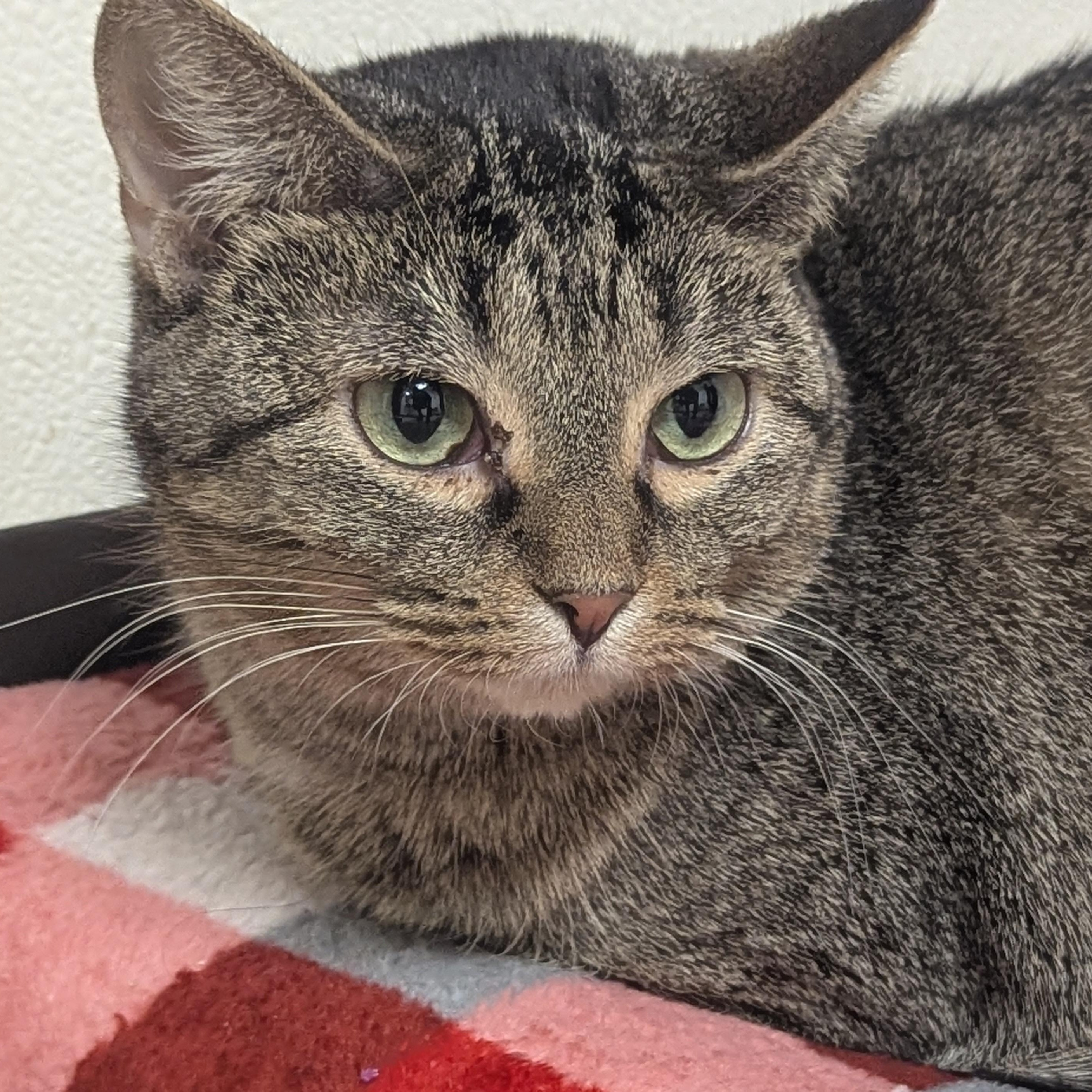 Enlarge Skittles, an adoptable Domestic Short Hair in Springfield, IL image 2/4