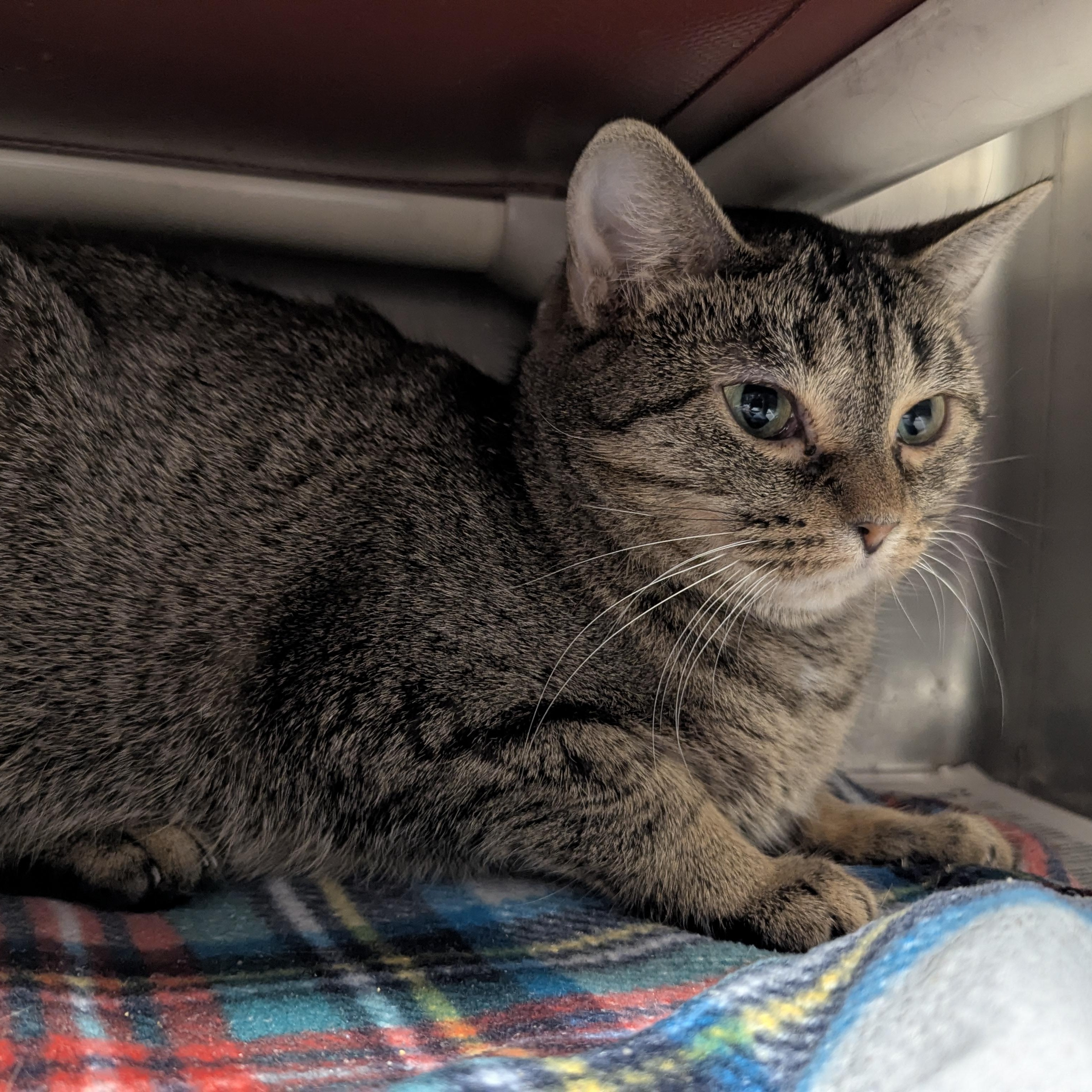 Enlarge Skittles, a Adoptable Domestic Short Hair in Springfield, IL image 3/3