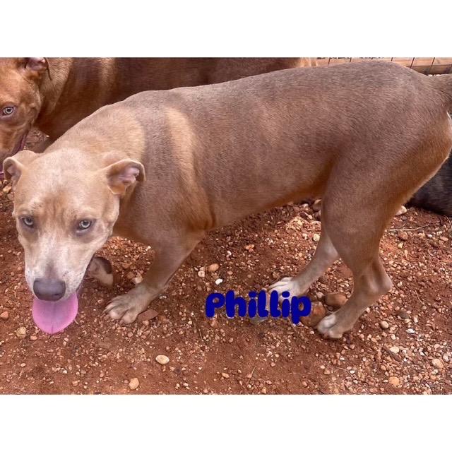 Phillip, Young Male unknown