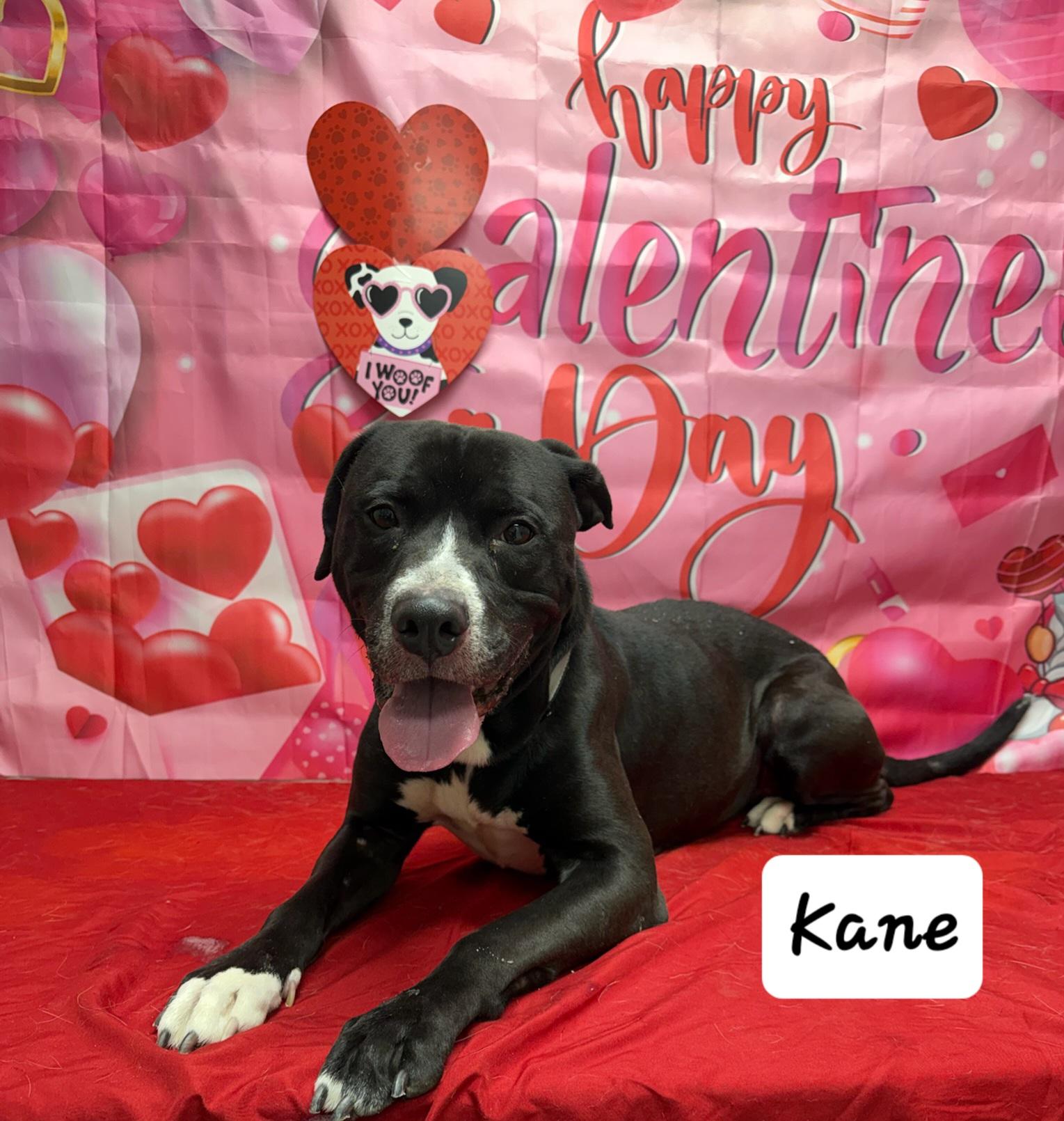 Enlarge Kane, a ADOPTABLE mixed breed in Urbana, OH image 2/2
