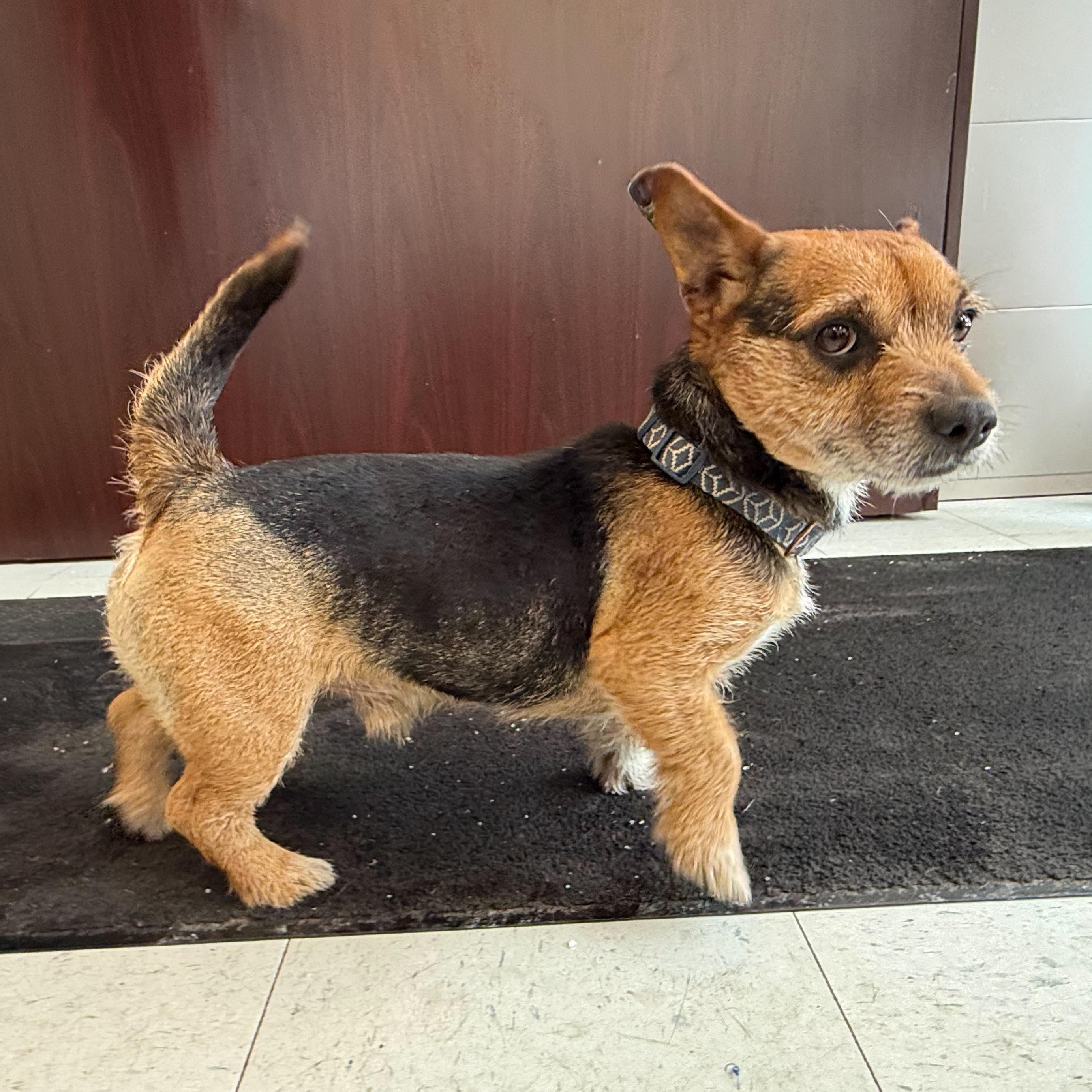 Enlarge Nonie , an adopted mixed breed in Latrobe, PA image 3/4