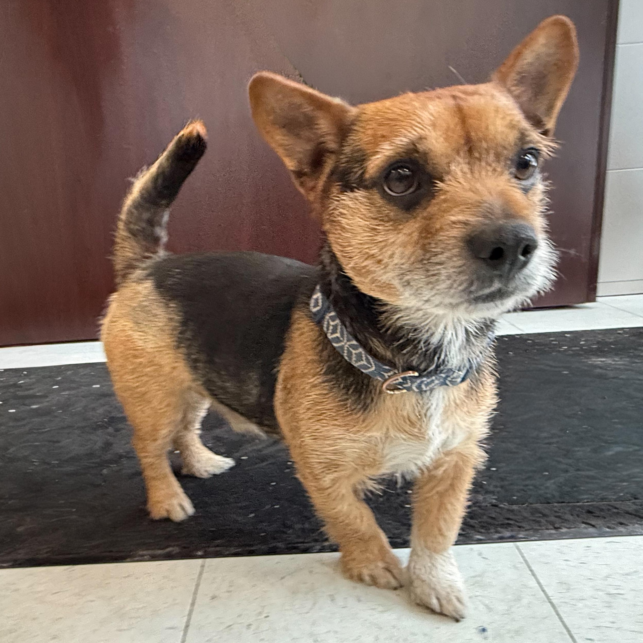 Enlarge Nonie , an adopted mixed breed in Latrobe, PA image 1/4