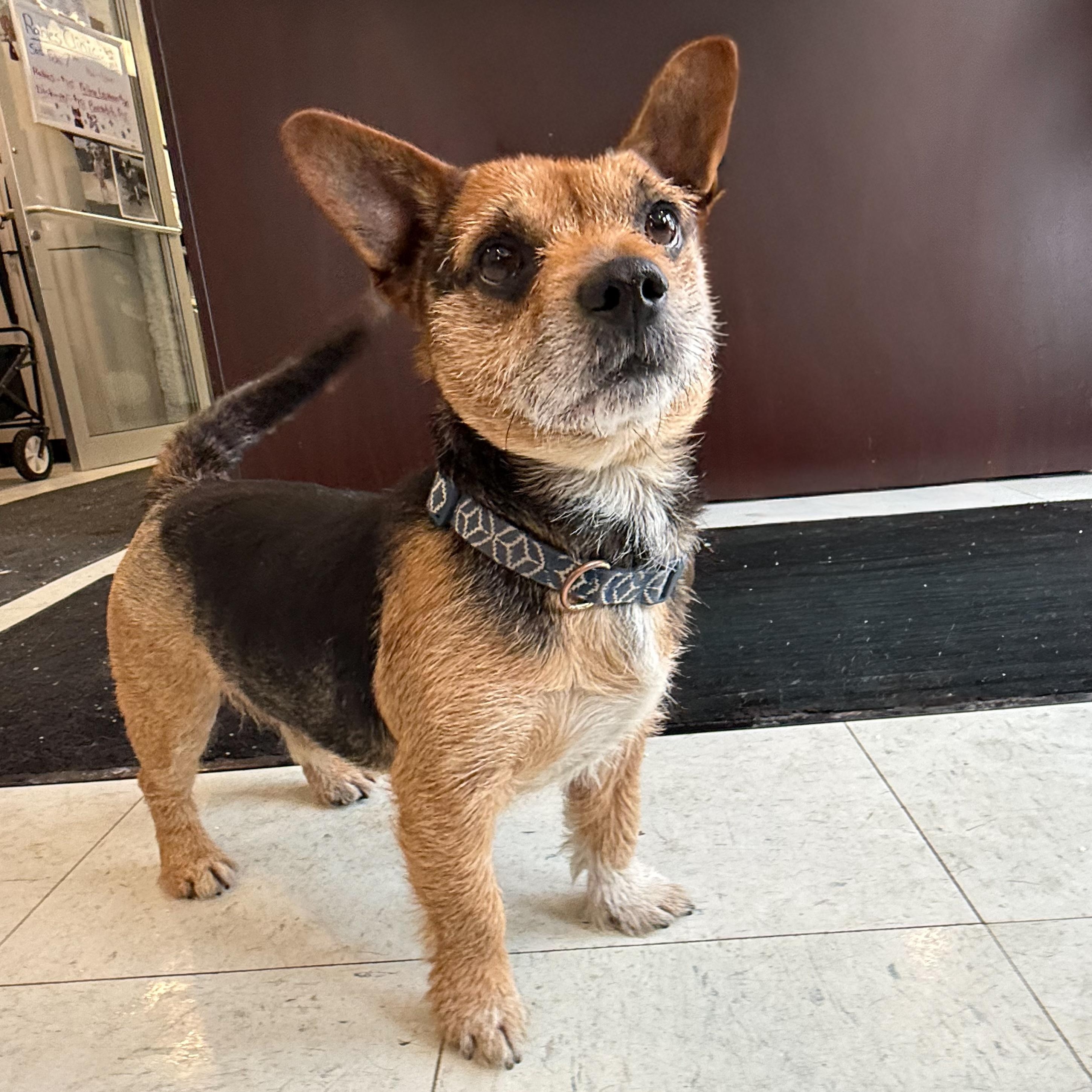 Enlarge Nonie , an adopted mixed breed in Latrobe, PA image 2/4