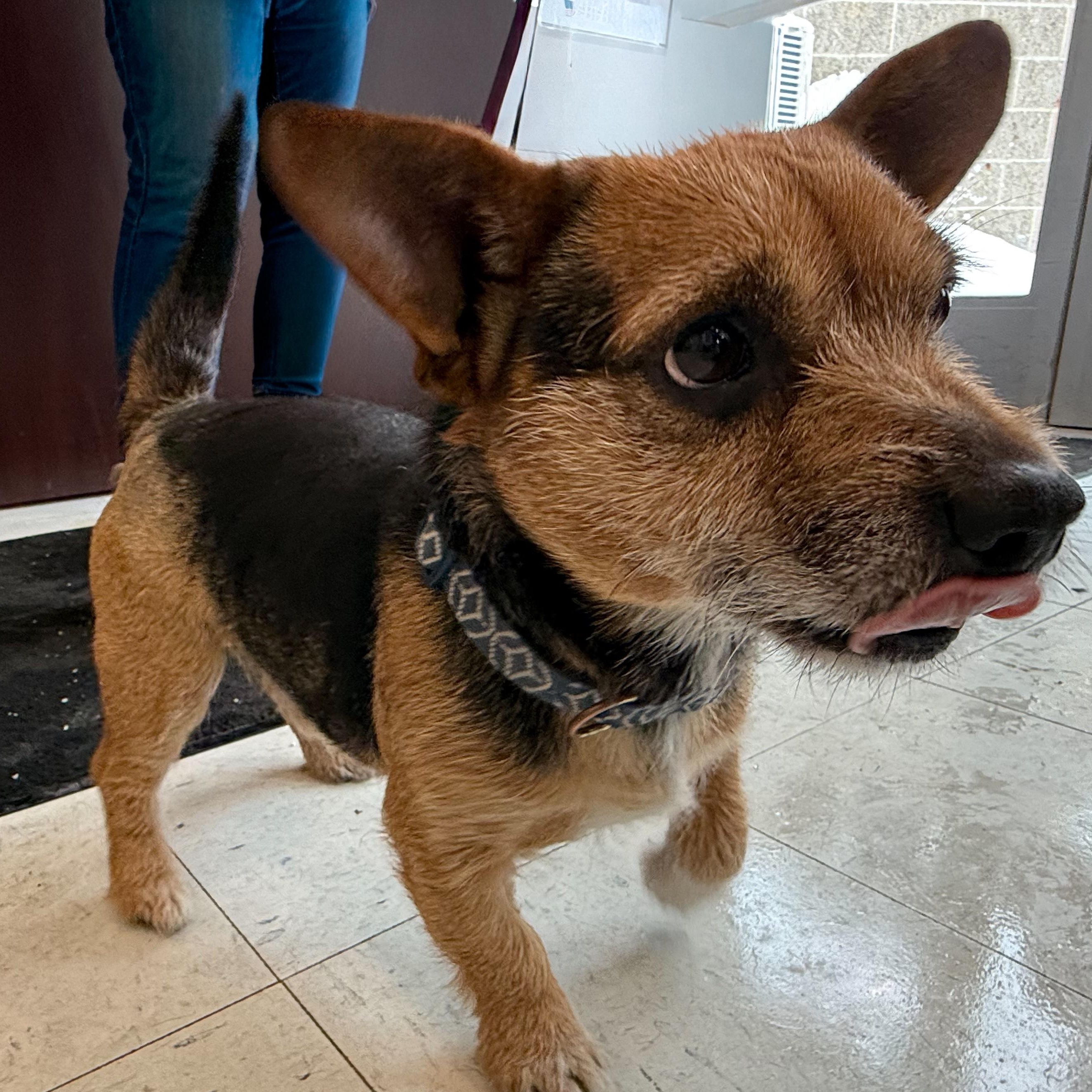 Enlarge Nonie , an adopted mixed breed in Latrobe, PA image 4/4