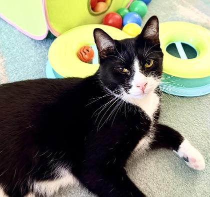 Enlarge Nino, a Adoptable mixed breed in Washington, DC image 2/3