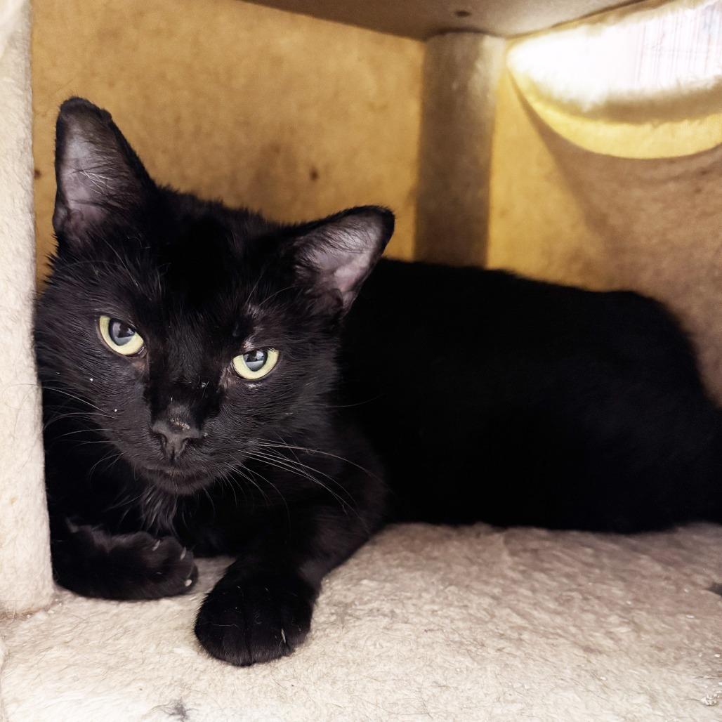 Enlarge Moon, a Adoptable Domestic Short Hair in Mount Juliet, TN image 2/3