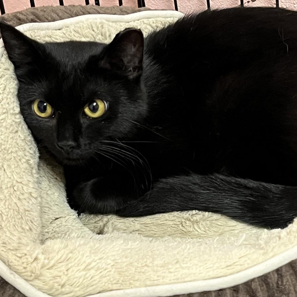 Enlarge Moon, a Adoptable Domestic Short Hair in Mount Juliet, TN image 3/3