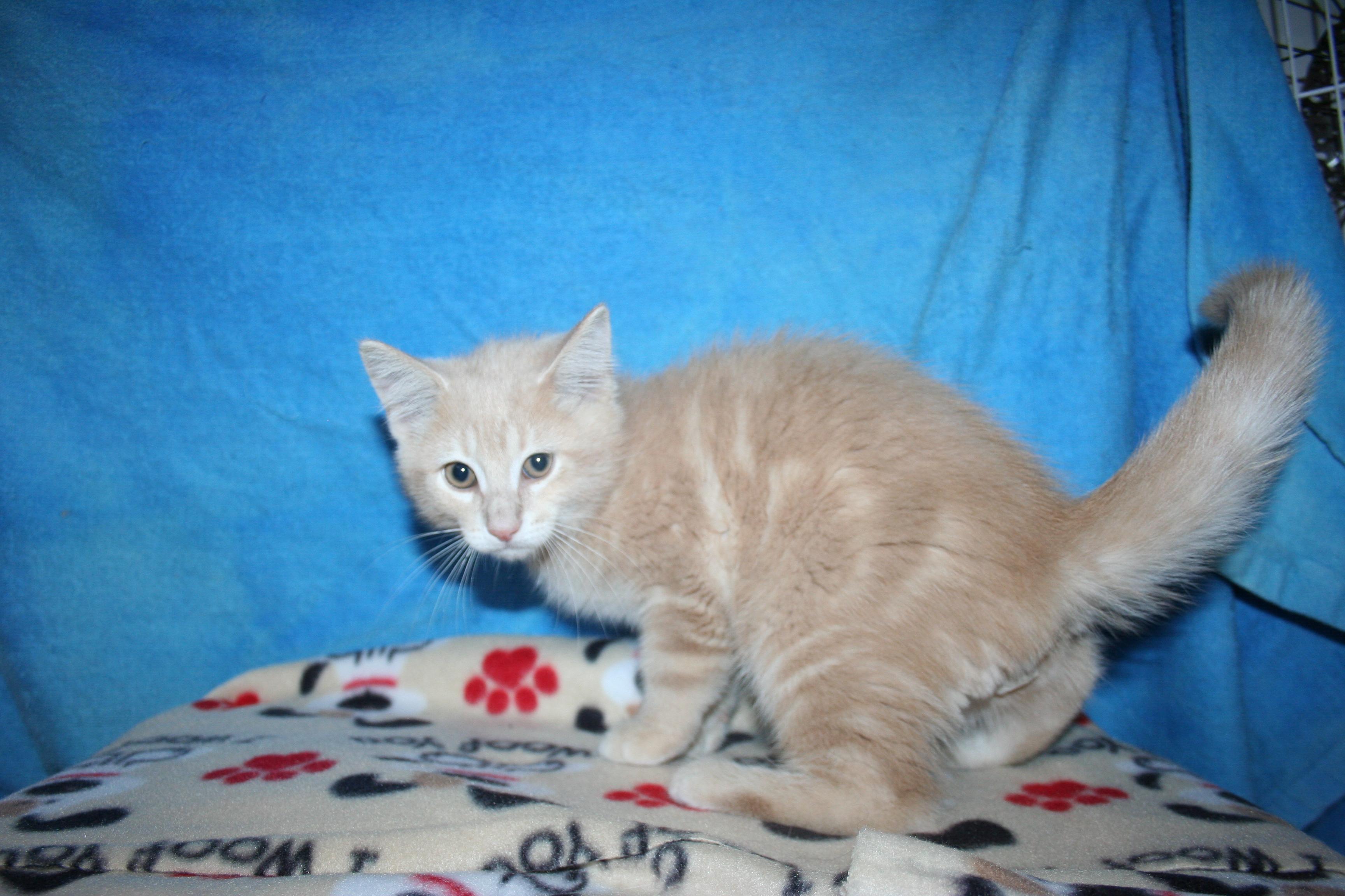 Enlarge Peanut - ADOPTION PENDING, an adopted mixed breed in Howell, MI image 2/3