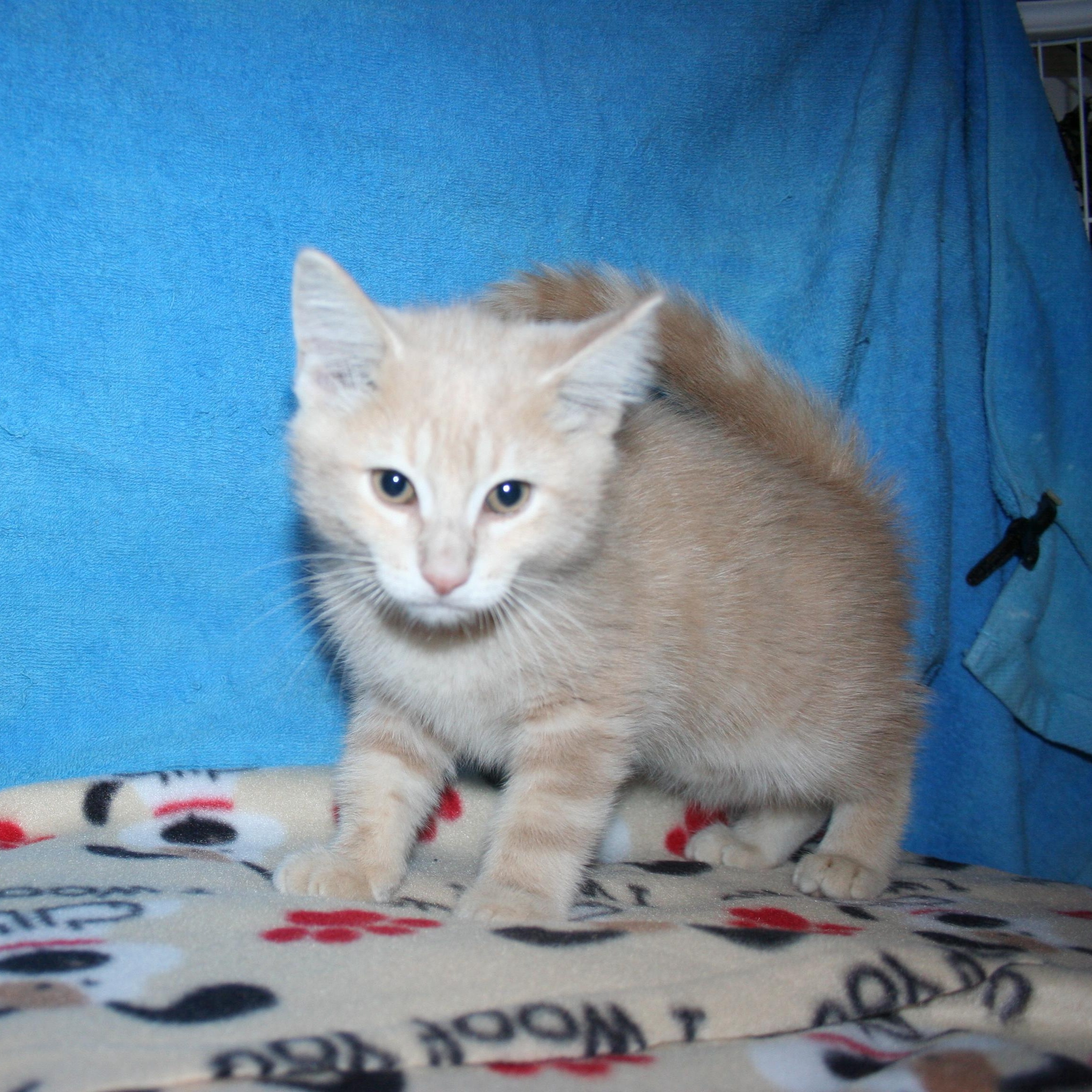 Enlarge Peanut - ADOPTION PENDING, an adopted mixed breed in Howell, MI image 3/3
