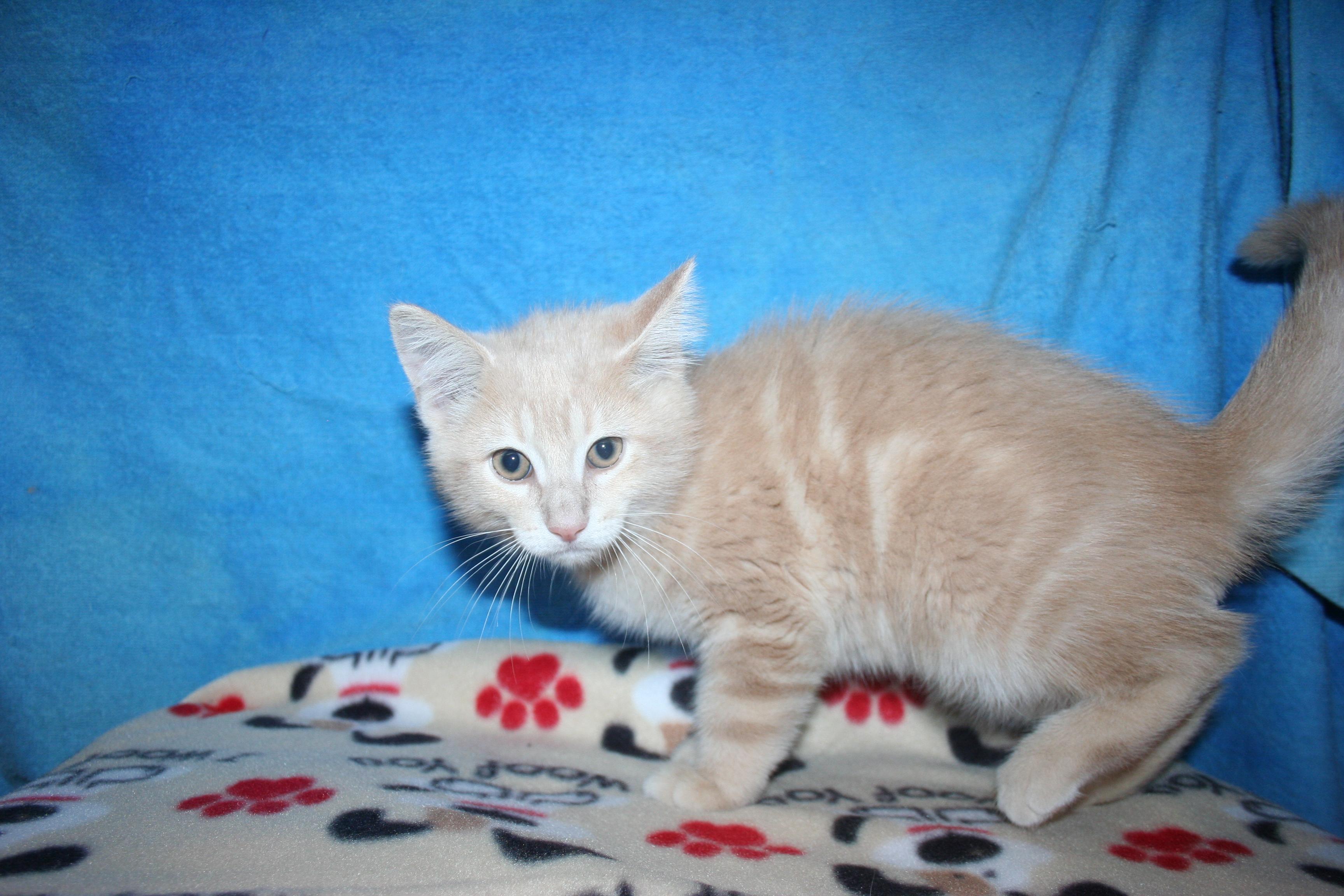 Enlarge Peanut - ADOPTION PENDING, an adopted mixed breed in Howell, MI image 1/3