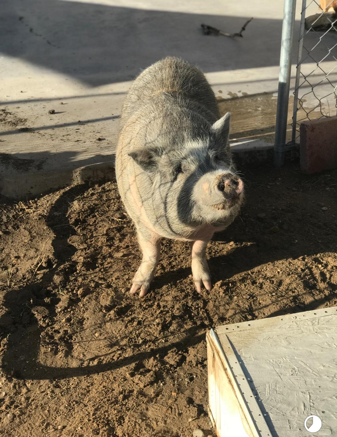 Enlarge Hammy, a Adoptable mixed breed in Helendale, CA image 1/2